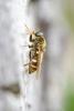 Coenomyia ferruginea